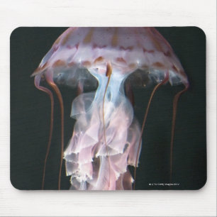 Jugendliche Quallen, Chrysaora (Pelagia) Mousepad