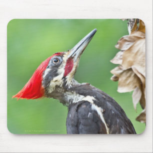 Jugendlicher Buntspecht-Profil-Geschenke Bekleidun Mousepad