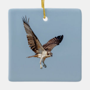 Jugendlicher Fischadler im Flug Keramikornament