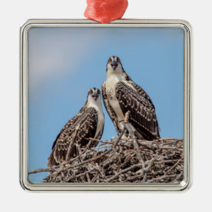 Jugendlicher Fischadler im Nest Silbernes Ornament