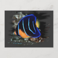 Jugendlicher KöniginAngelfish