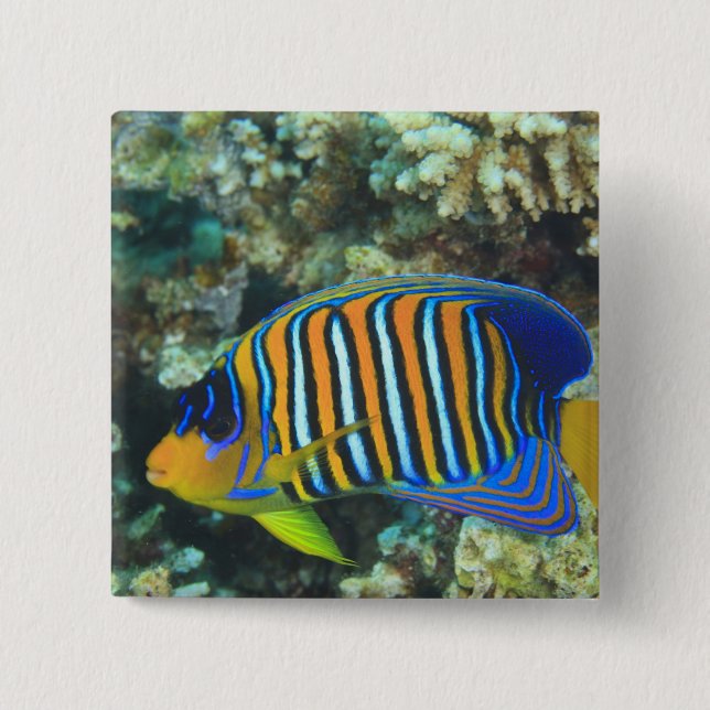 Jugendlicher Königlicher Engelfisch Pygoplites Button (Vorderseite)