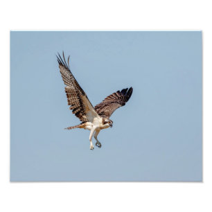 Jugendlicher Osprey im Flug Fotodruck