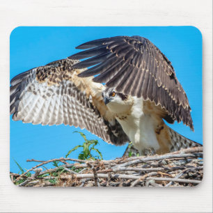 Jugendlicher Osprey im Nest Mousepad