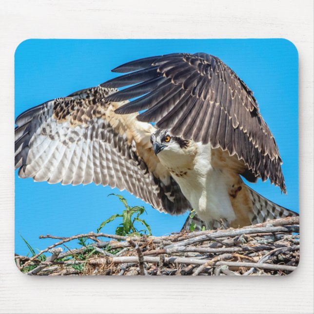 Jugendlicher Osprey im Nest Mousepad (Vorne)