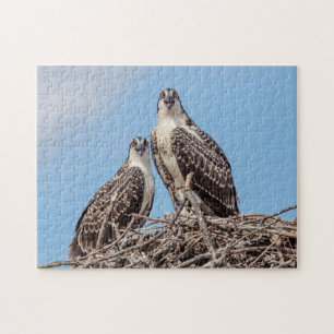 Jugendlicher Osprey im Nest Puzzle