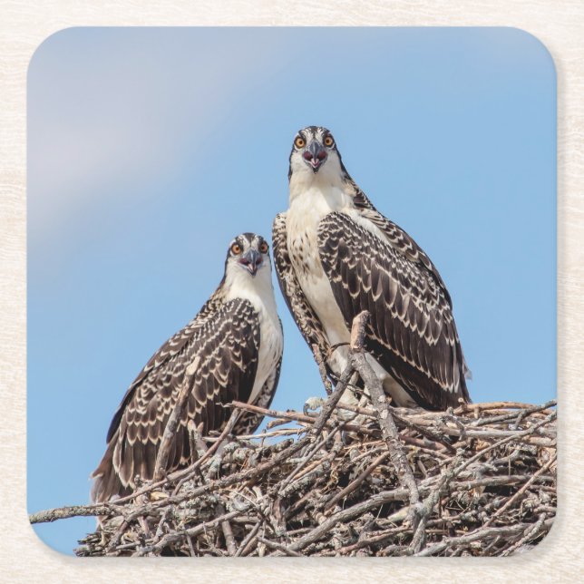 Jugendlicher Osprey im Nest Rechteckiger Pappuntersetzer (Vorderseite)