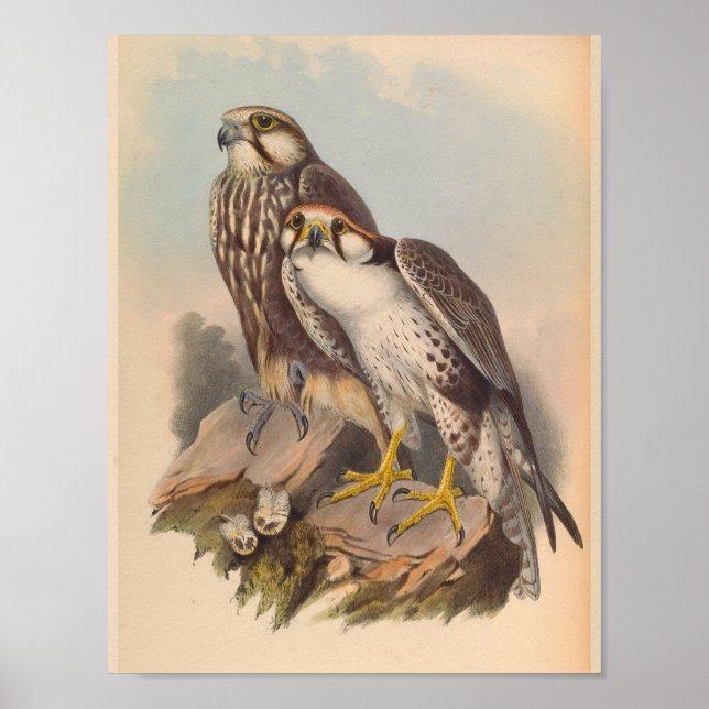 Jugger Falcon Bird Vintag Art Print Poster (Vorne)