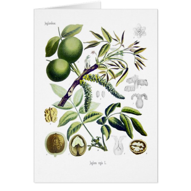 Juglans Regia (Walnuss) (Vorne)