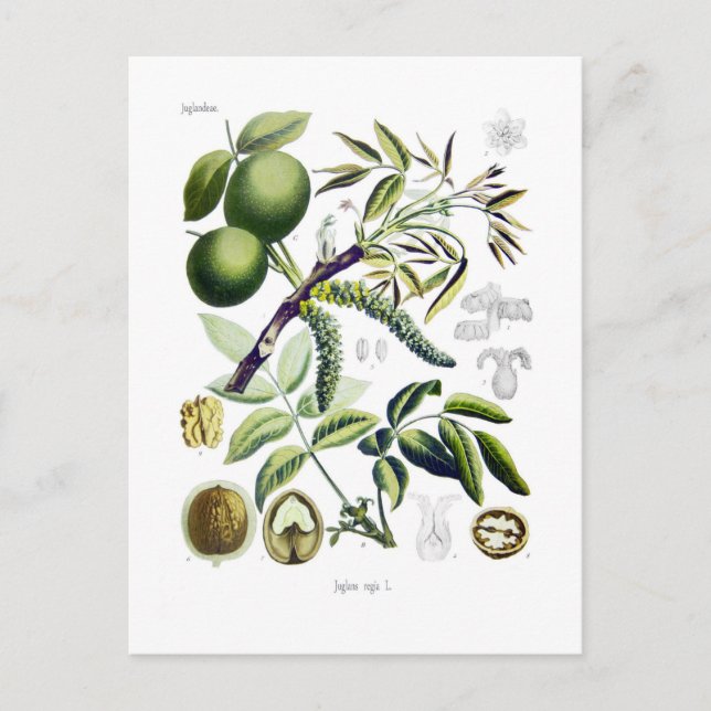 Juglans regia (Walnuss) Postkarte (Vorderseite)
