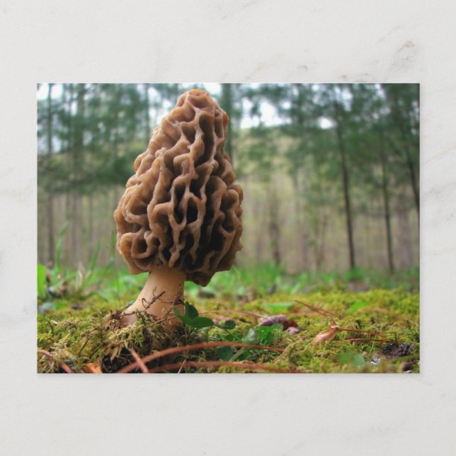 Juicy Morels Postkarte (Vorderseite)