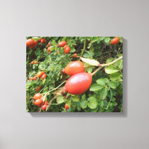 Juicy Rote Rose Hips Canvas Print Leinwanddruck