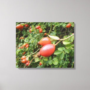 Juicy Rote Rose Hips Canvas Print Leinwanddruck