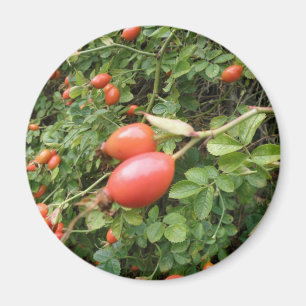 Juicy Rote Rose Hips Magnet