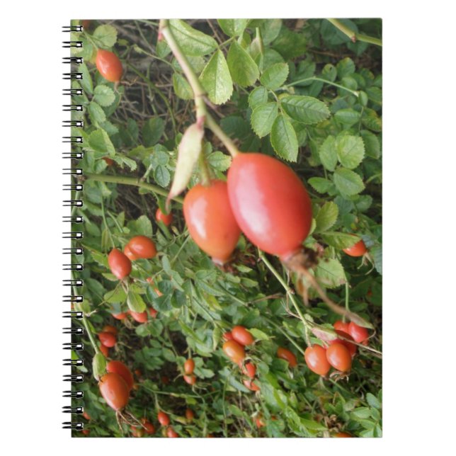 Juicy Rote Rose Hips Notebook Notizblock (Vorderseite)