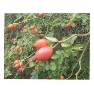 Juicy Rote Rose Hips Notepad Notizblock