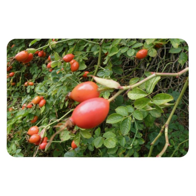 Juicy Rote Rose Hips Premium Magnet (Horizontal)