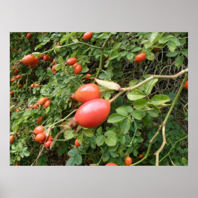 Juicy Rote Rose Hips Print Poster (Vorne)