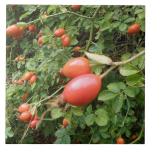 Juicy Rote Rose Hips Tile Fliese
