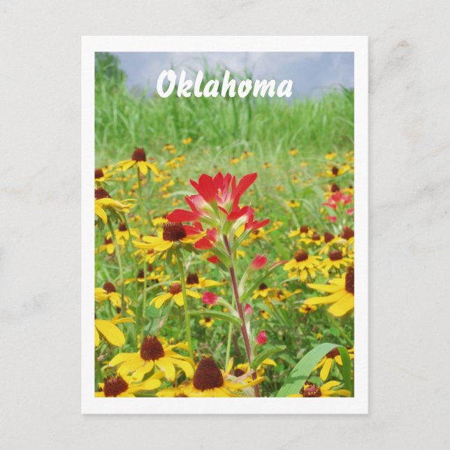 juli2007 indian paintbursh, Oklahoma Postkarte (Vorderseite)