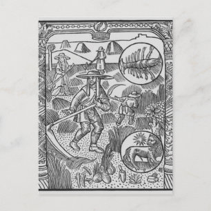 Juli, Heu, Krebs Postkarte