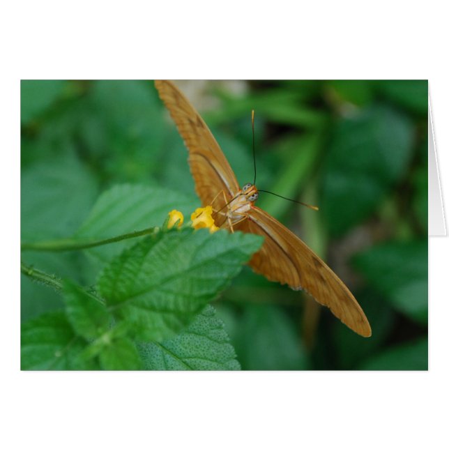 Julia Butterfly (Vorderseite (Horizontal))