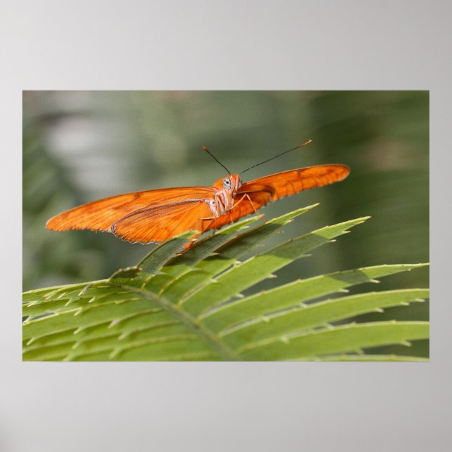 Julia Butterfly auf einem Blatt Poster (Vorne)