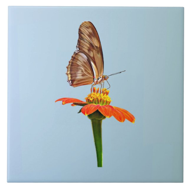 Julia Butterfly über Zinnia Fliese (Vorderseite)