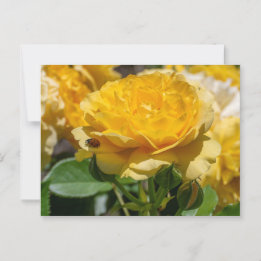 Julia Child Rose Postkarte