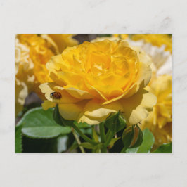 Julia Child Rose Postkarte