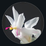 Julie's Christmas Cactus Runder Aufkleber<br><div class="desc">Ein wunderschöner Weihnachtskaktus,  fotografiert vom Künstler Jennifer See. Das Design wurde vom internationalen Künstler Jennifer Lake entworfen. Sie können ihre 40-jährige Kunstkarriere auf ihrem Blog sehen: jenniferlakeart.blogspot.com</div>