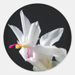 Julie's Christmas Cactus Runder Aufkleber