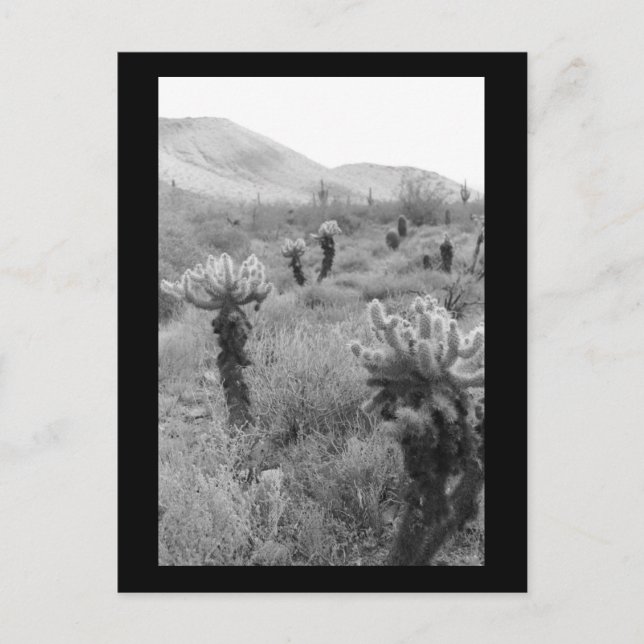 Jumping Cholla Cactus Desert B&W Foto Postkarte (Vorderseite)
