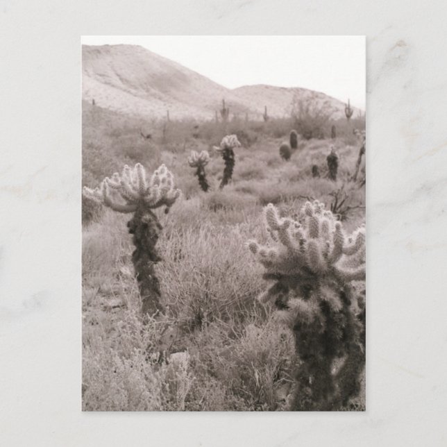 Jumping Cholla Cactus Desert B&W Foto Postkarten (Vorderseite)