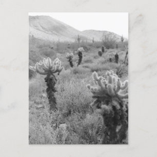 Jumping Cholla Cactus Desert B&W Foto Postkarten