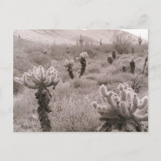 Jumping Cholla Cactus Desert B&W Foto Postkarten (Vorderseite)