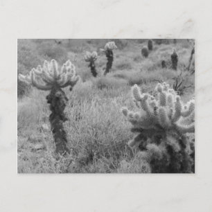 Jumping Cholla Cactus Desert B&W Foto Postkarten