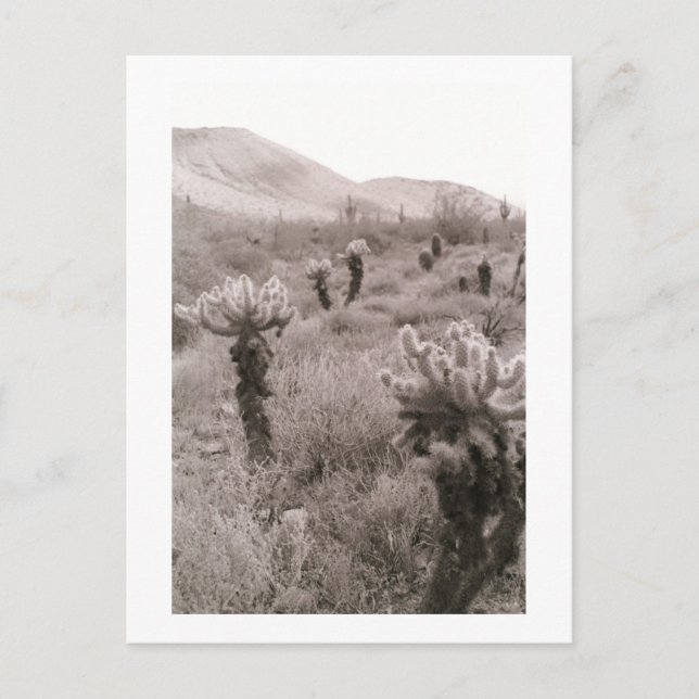 Jumping Cholla Cactus Desert B&W Foto Postkarten (Vorderseite)