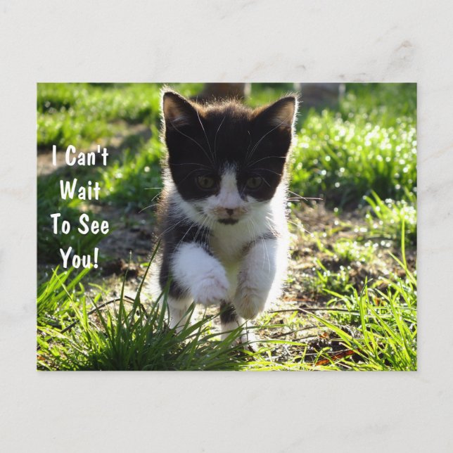 Jumping for Joy Kitten PostCard *Anpassen* Postkarte (Vorderseite)