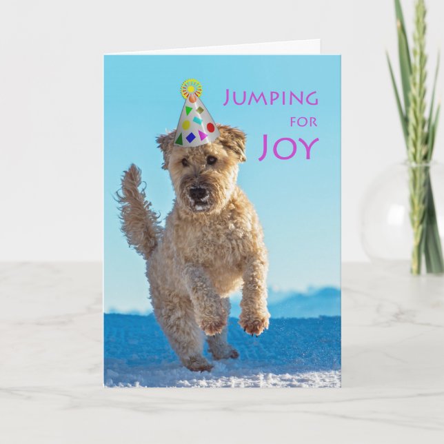 Jumping for Joy, Wheaten Terrier, Geburtstag Karte (Vorderseite)