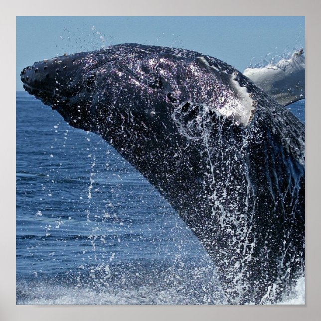 Jumping Humpback Whale Poster (Vorne)