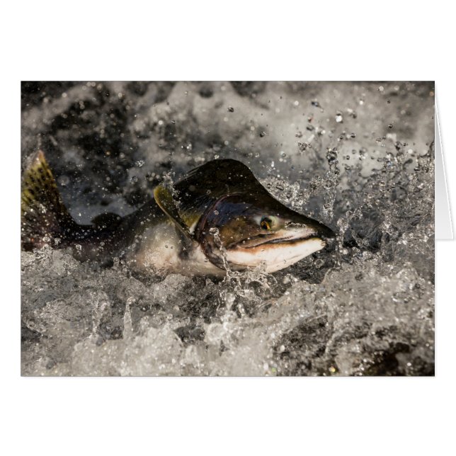 Jumping Lmon (Vorderseite (Horizontal))