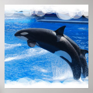 Jumping Orca Whale Poster