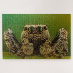 Jumping Spider Puzzle