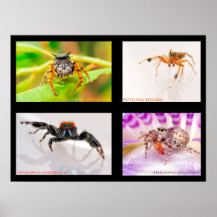 Jumping Spider Set Poster