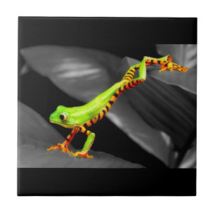 Jumping Tree Frog Fliese