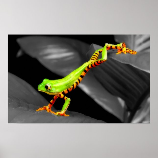 Jumping Tree Frog Poster (Vorne)