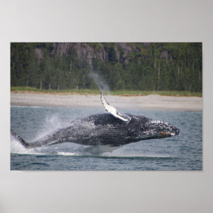 Jumping Whale Fotograf Poster