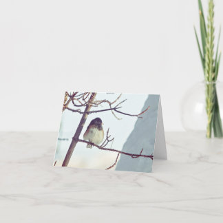 Junco in Montana Winter - 4" x 5.6" Notecard Feiertagskarte