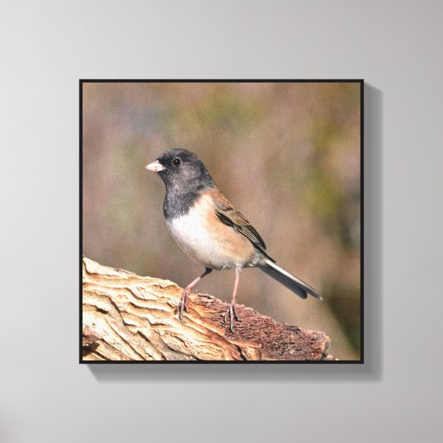 Junco Leinwanddruck (Vorderseite)